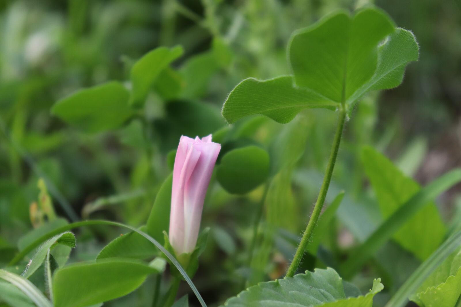 Canon EOS 800D (EOS Rebel T7i / EOS Kiss X9i) sample photo. Bindweed, grass, flower photography