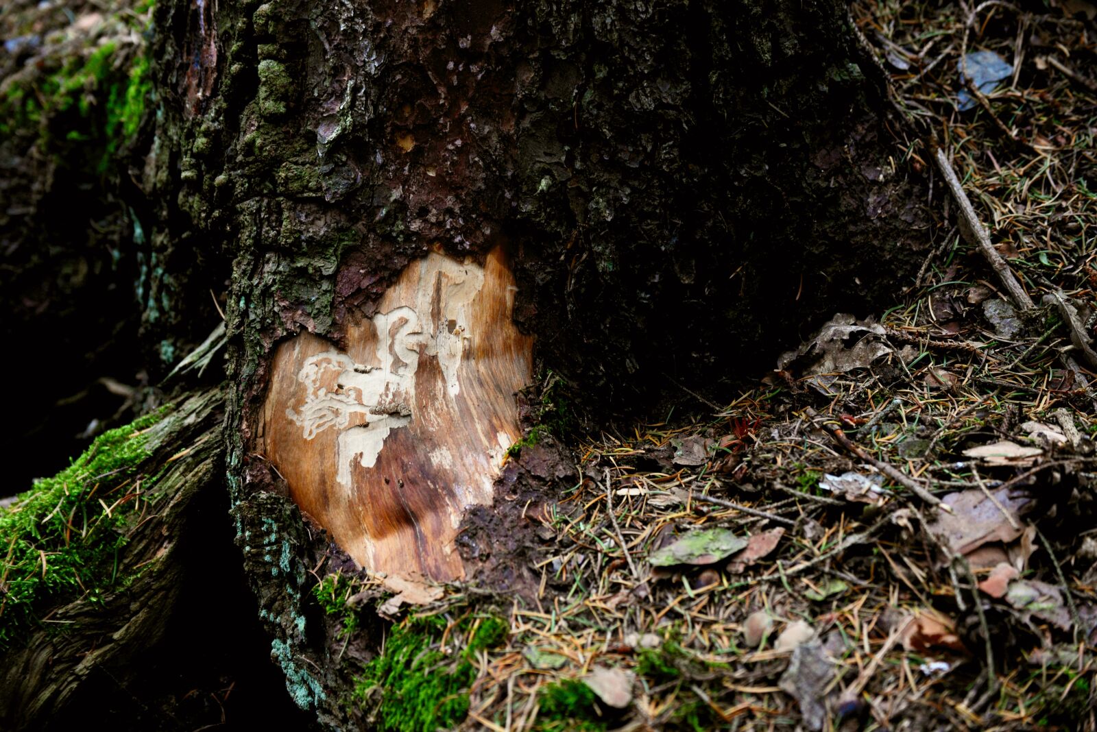 Nikon D610 sample photo. Bark beetles, bark, tree photography