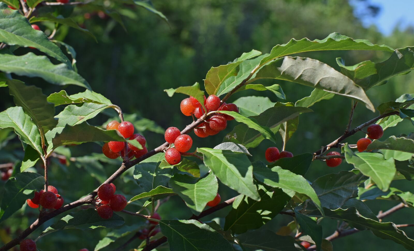 Nikon D3300 sample photo. Autumn olive berries, shrub photography