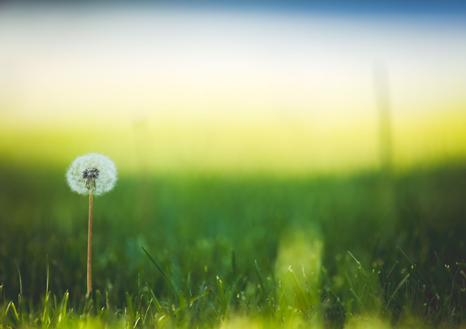Canon EOS 6D sample photo. Bloom, blossom, dandelion photography