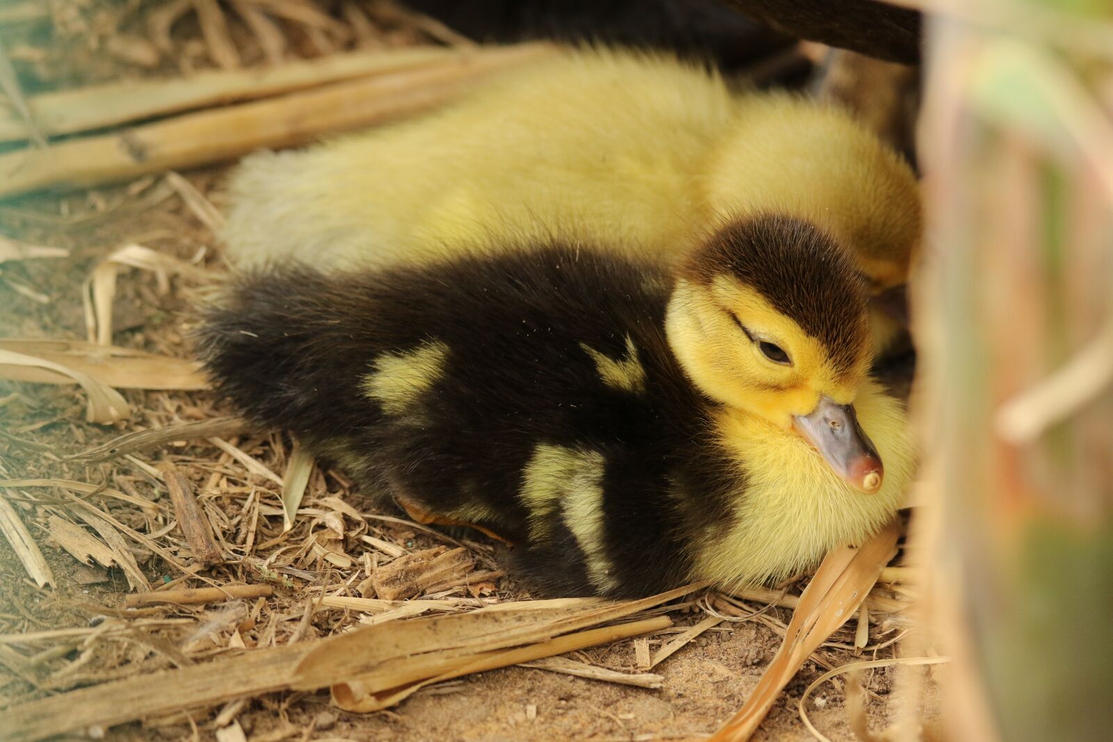 Canon EOS 7D Mark II sample photo. Goslings, waterbird, young photography