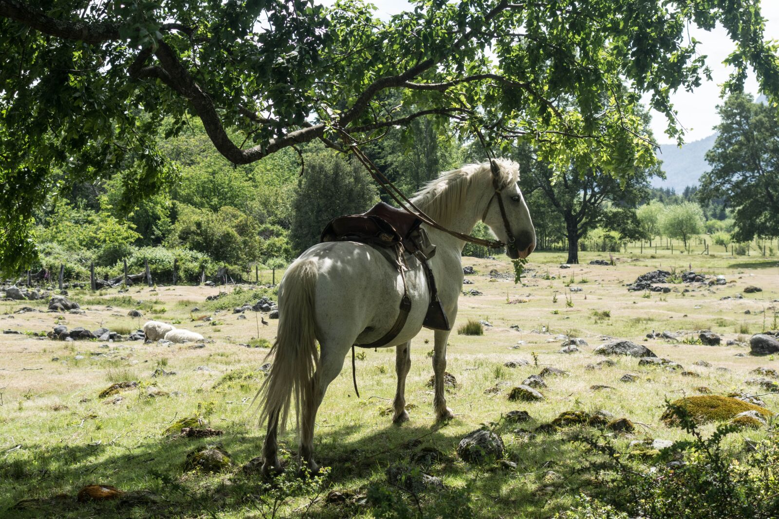 Sony Cyber-shot DSC-RX100 II sample photo. Horse, white horse, riding photography