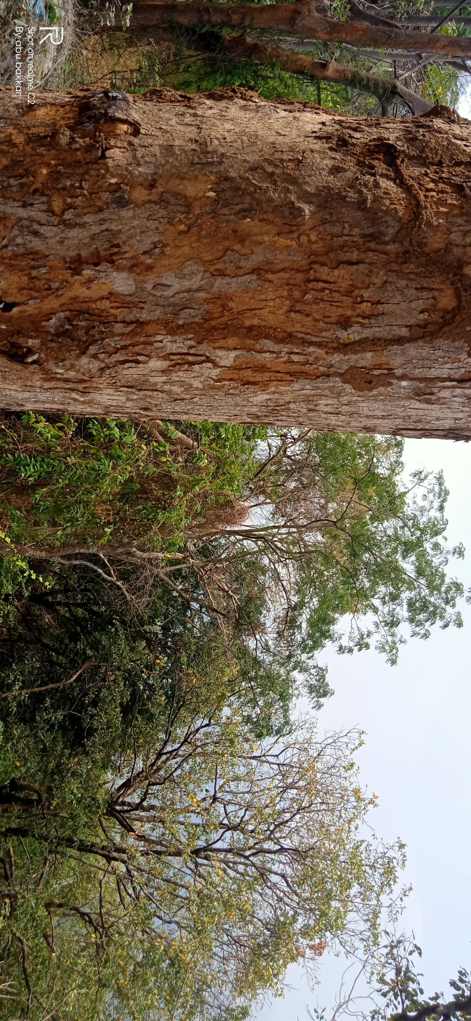 Realme C2 sample photo. Forest, single tree, nature photography