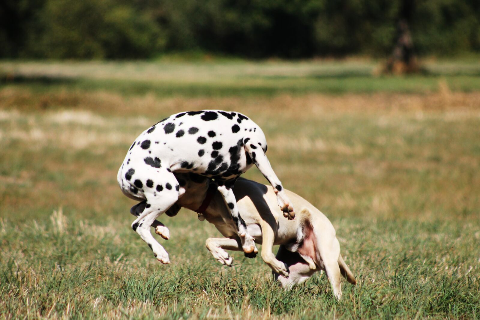 Canon EF75-300mm f/4-5.6 sample photo. Play, batons, dogs play photography