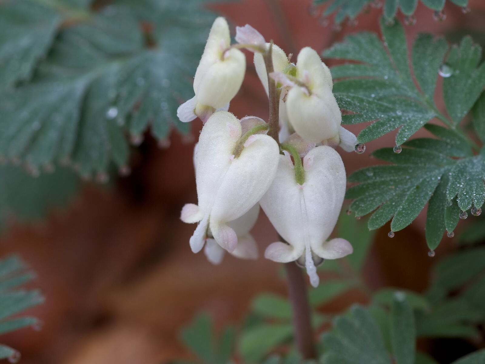 Canon EOS 5D Mark II sample photo. White, petals, bloom, wildness photography