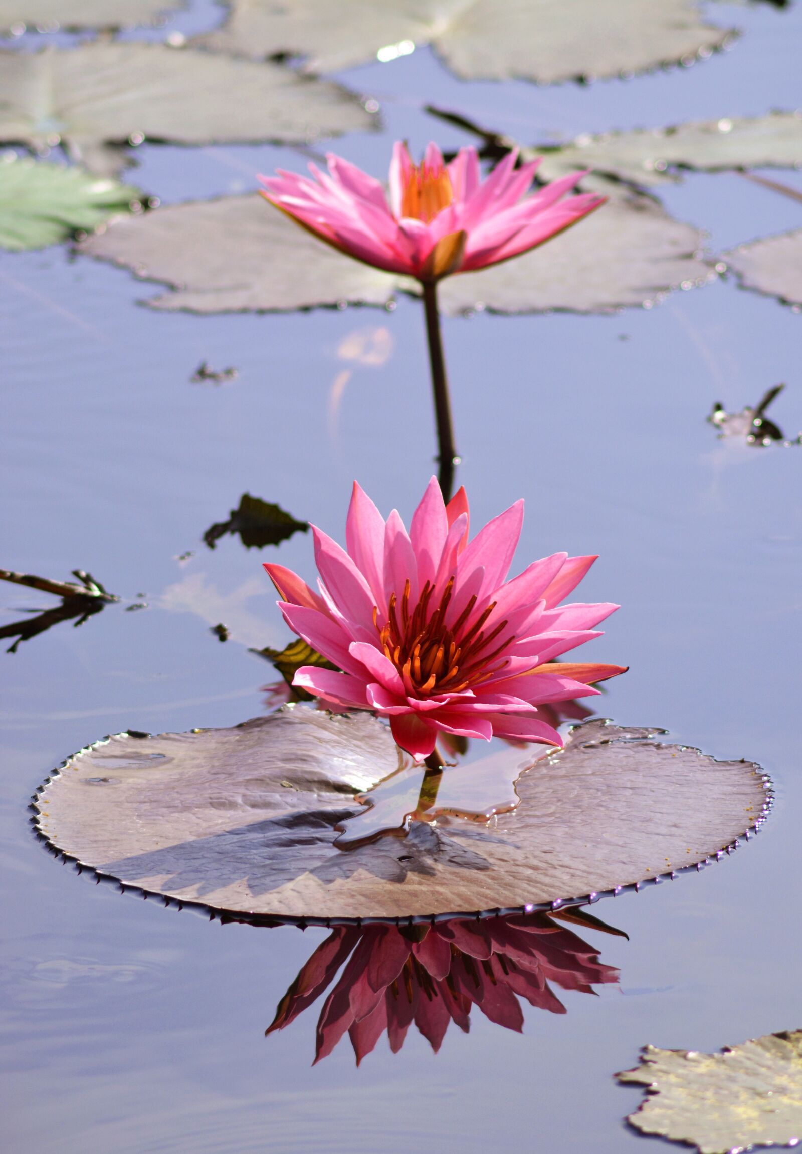 Nikon D5200 sample photo. Flower, lotus, nature photography