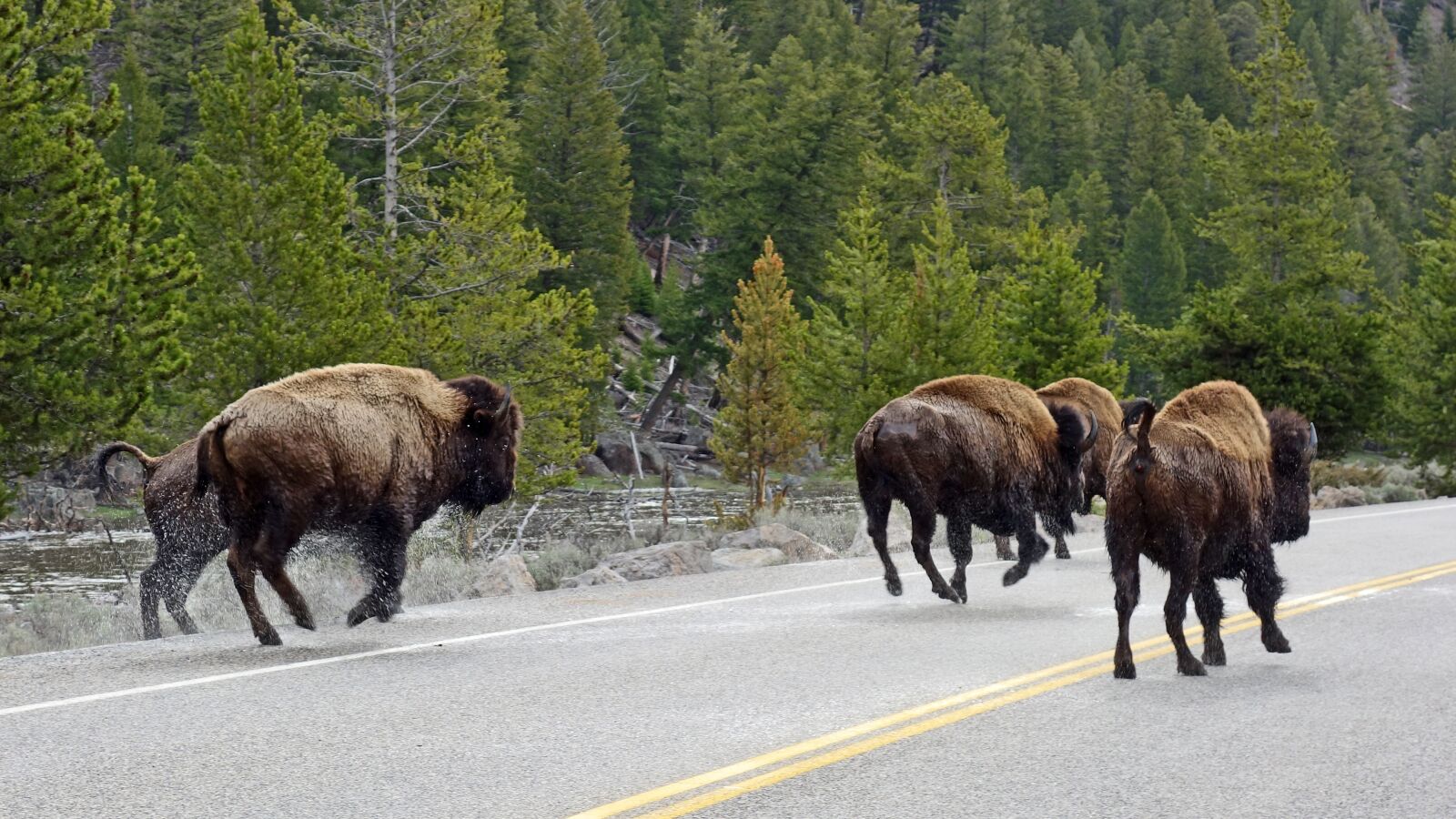 Sony Cyber-shot DSC-RX100 sample photo. Buffalo, bison, yellowstone photography