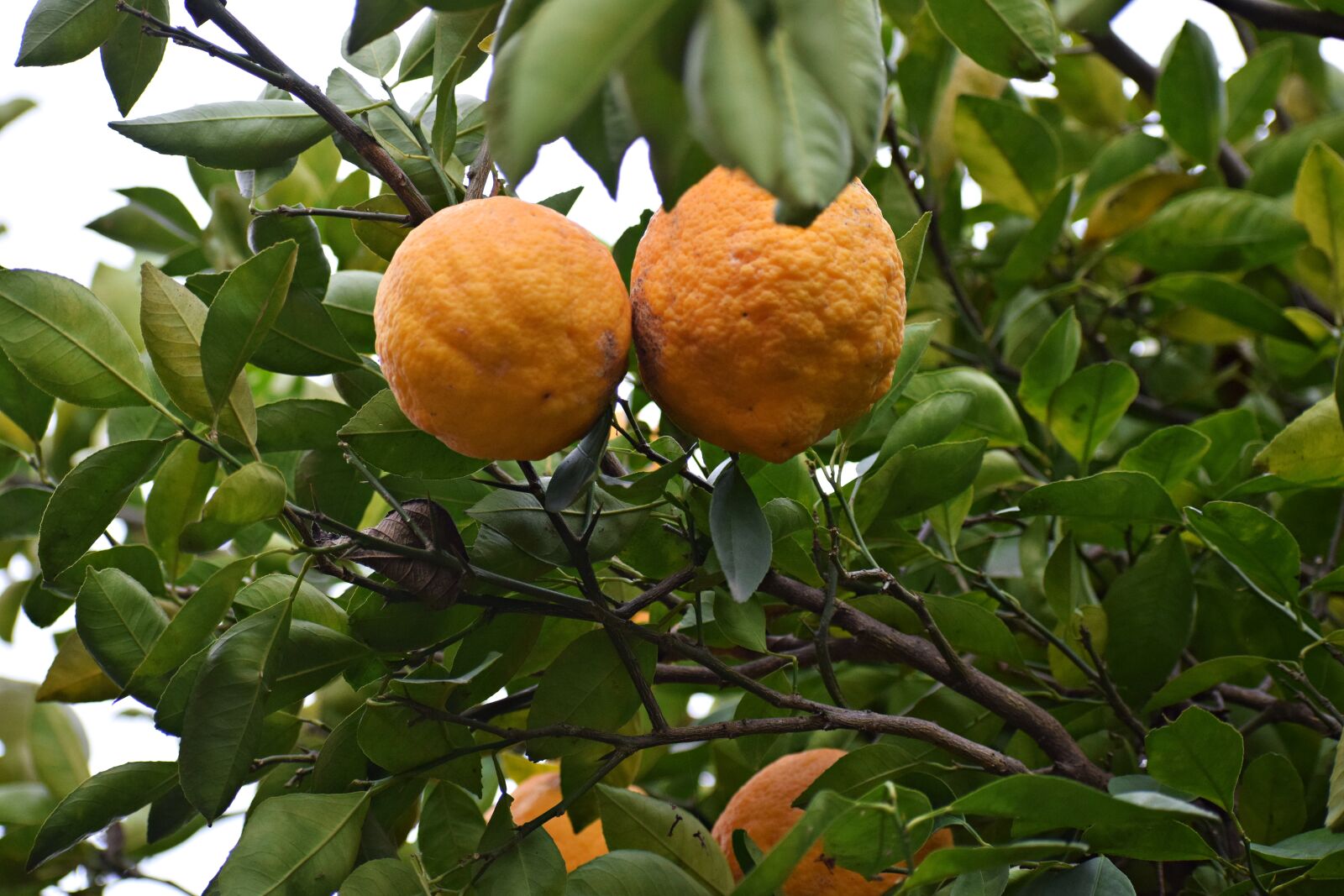 Nikon D3300 sample photo. Citrus, food, yellow photography