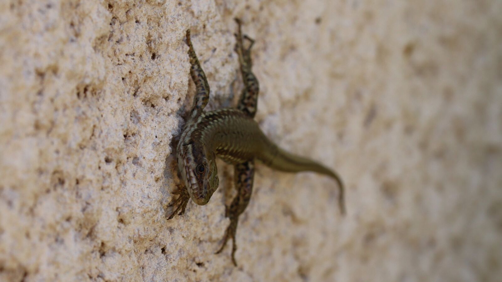 Canon EOS 250D (EOS Rebel SL3 / EOS Kiss X10 / EOS 200D II) sample photo. Lizard, reptile, wall photography