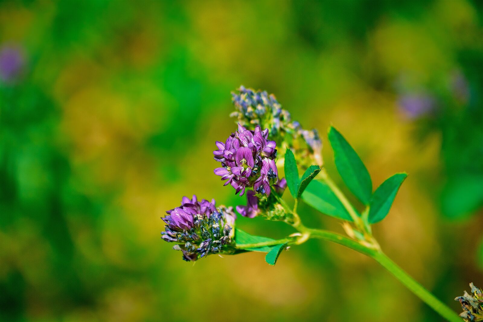 Nikon D7200 sample photo. Colorful, flower, spring photography