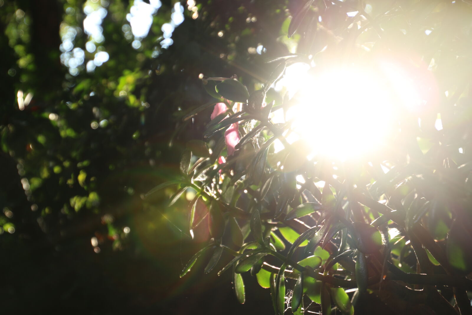 Canon EOS 7D Mark II sample photo. Early, garden, green, leaves photography
