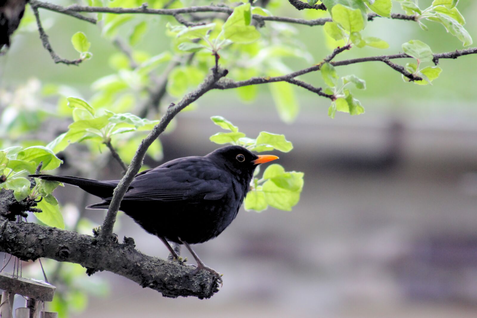 Canon EOS 550D (EOS Rebel T2i / EOS Kiss X4) sample photo. Blackbird, bird, animal world photography