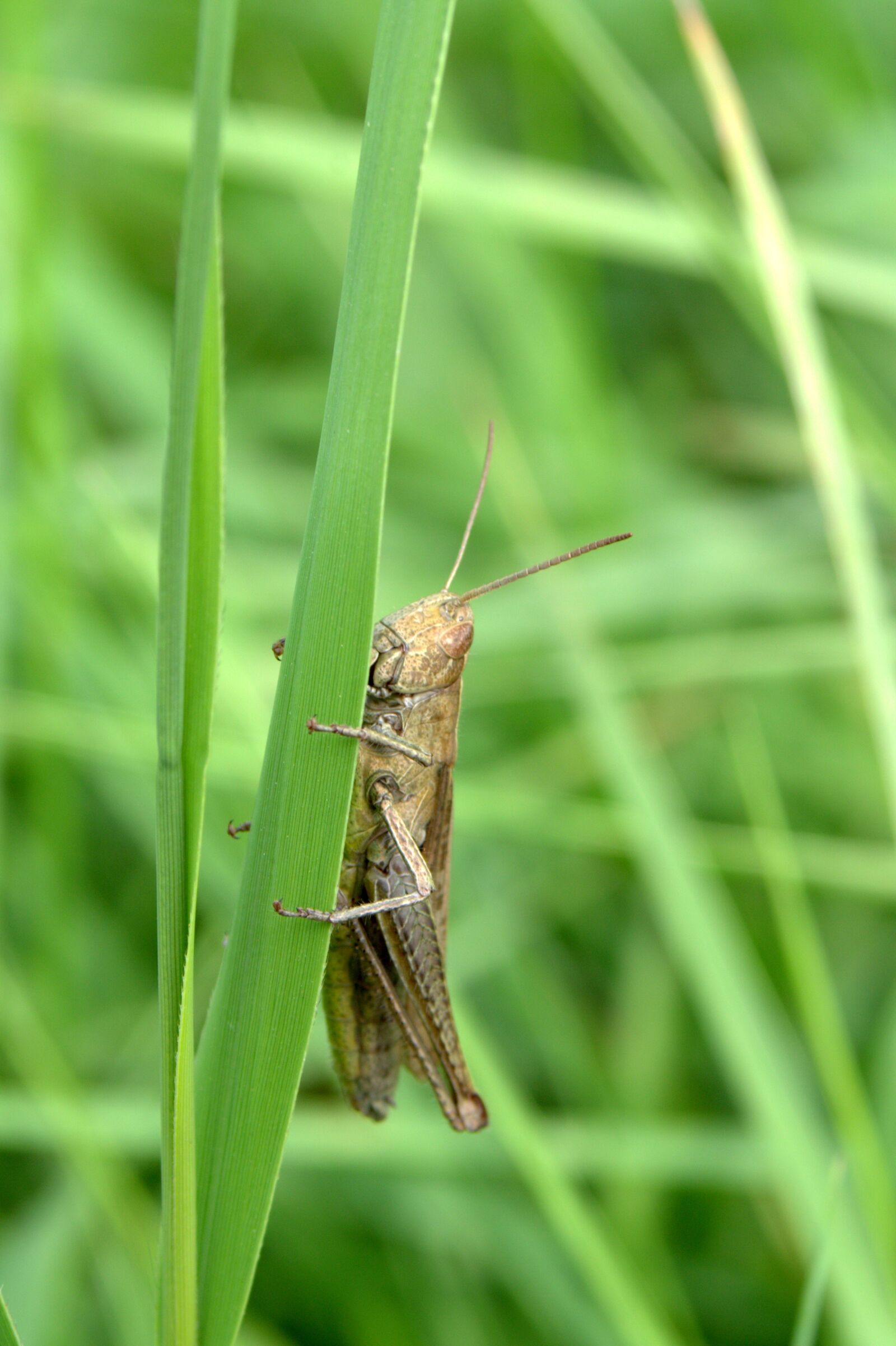 Pentax K-S2 sample photo. Grasshopper, tettigonia viridissima, cricket photography