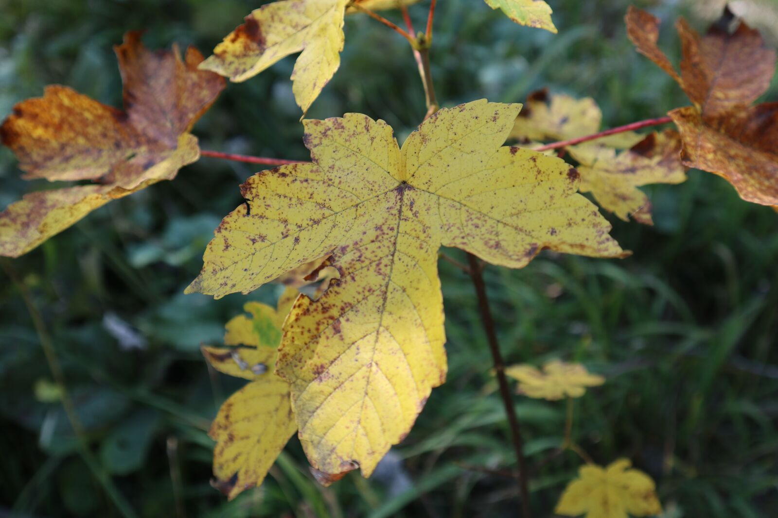 Canon EOS M100 sample photo. Autumn, yellow sheet, nature photography