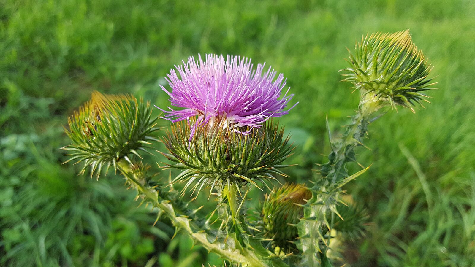 Samsung Galaxy S6 sample photo. Asteraceae, musk thistle, carduus photography