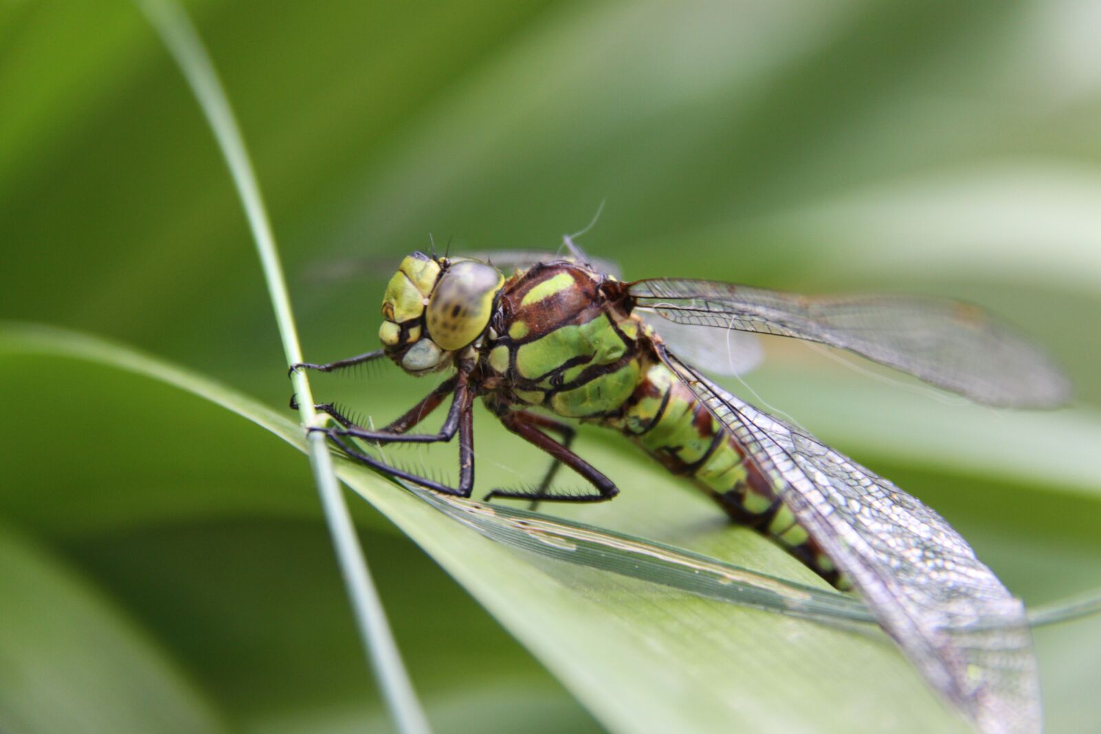 Canon EOS 50D sample photo. Dragonfly, great king dragonfly photography