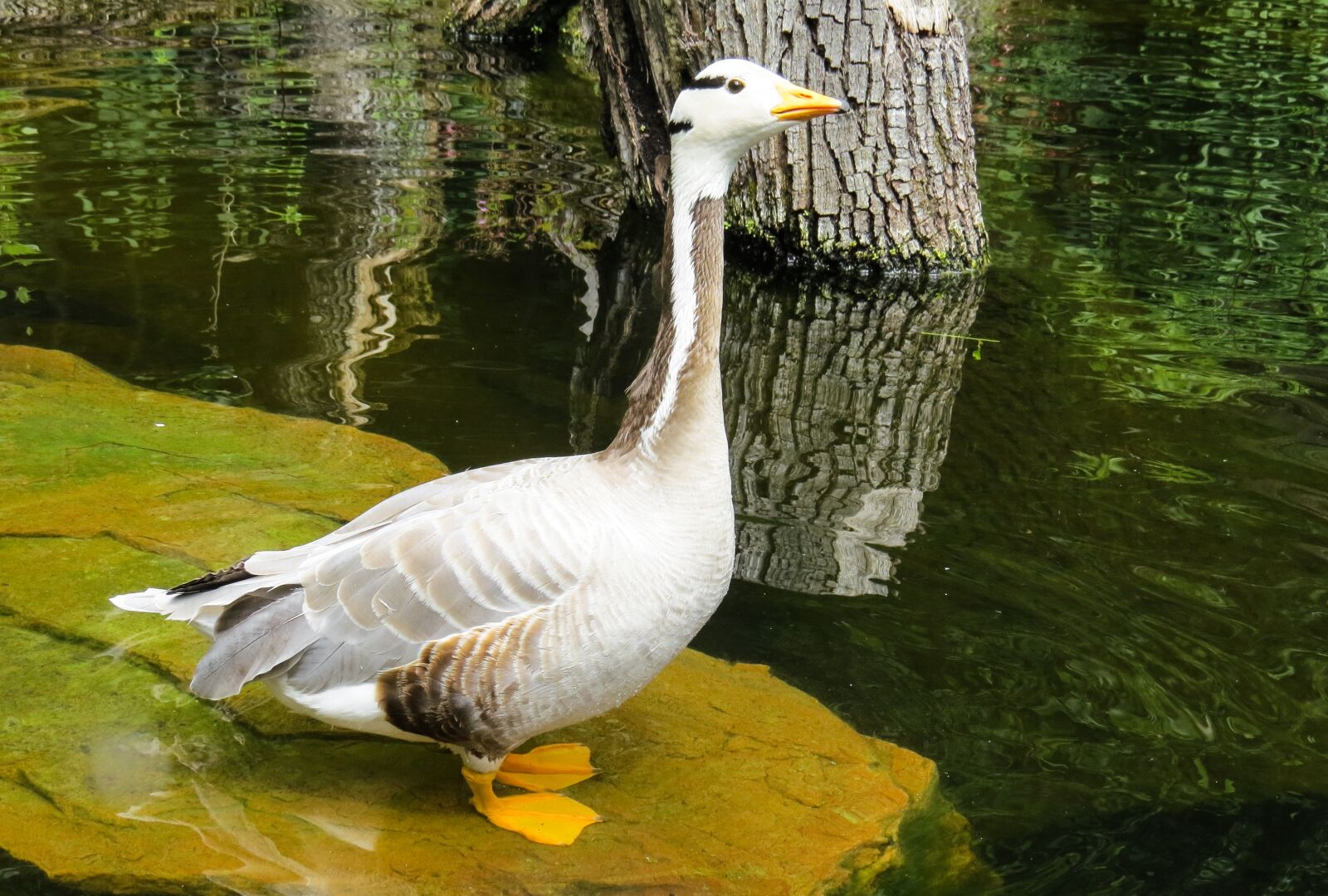 Canon PowerShot SX50 HS sample photo. Animal, goose, bird photography