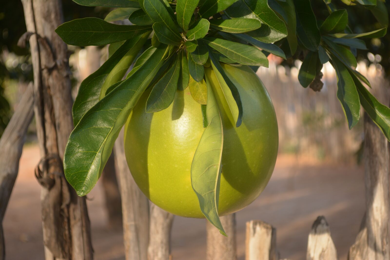 Nikon D5200 sample photo. Gourd, nature, porongo photography