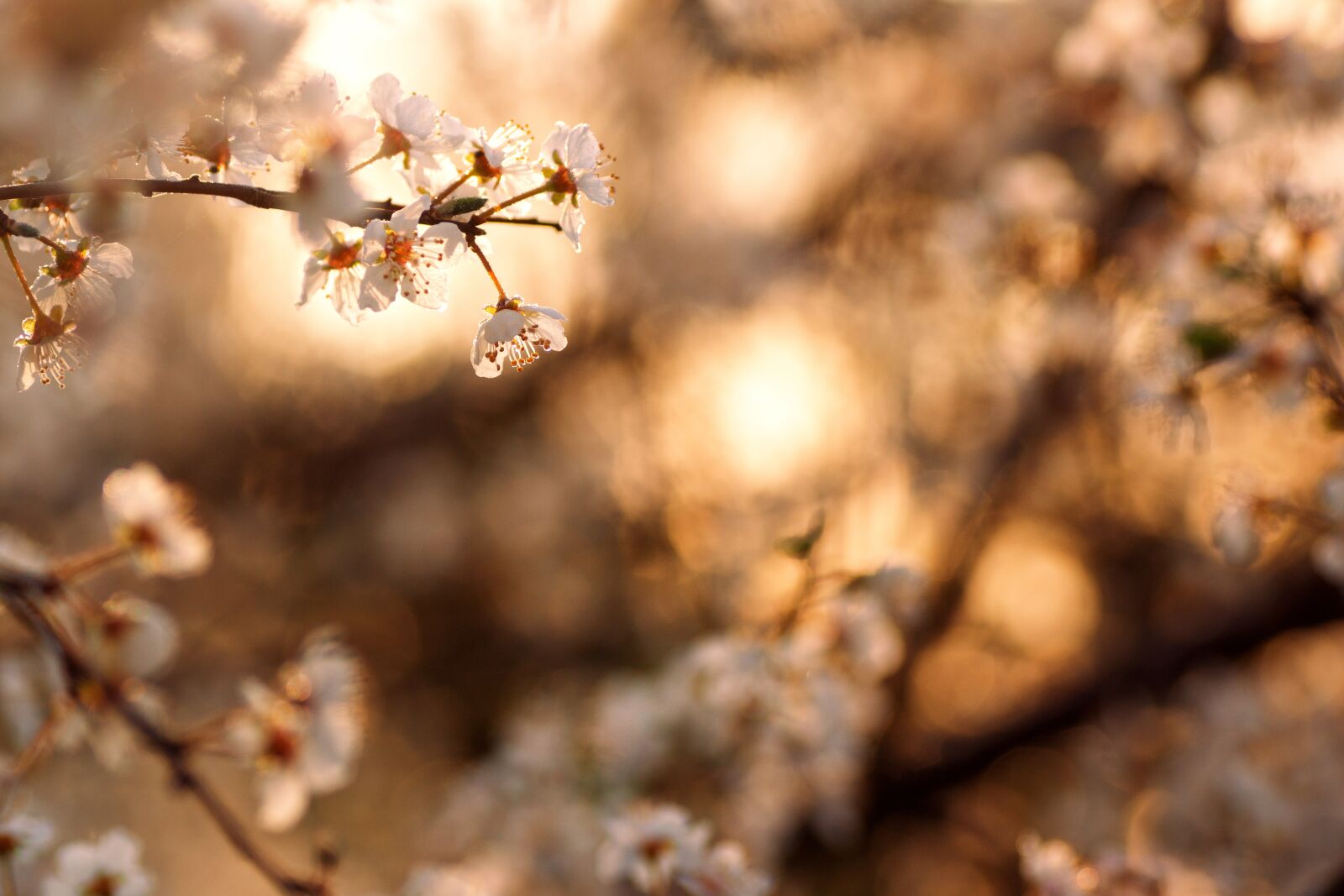 Sony SLT-A77 sample photo. Blossom, bloom, spring photography