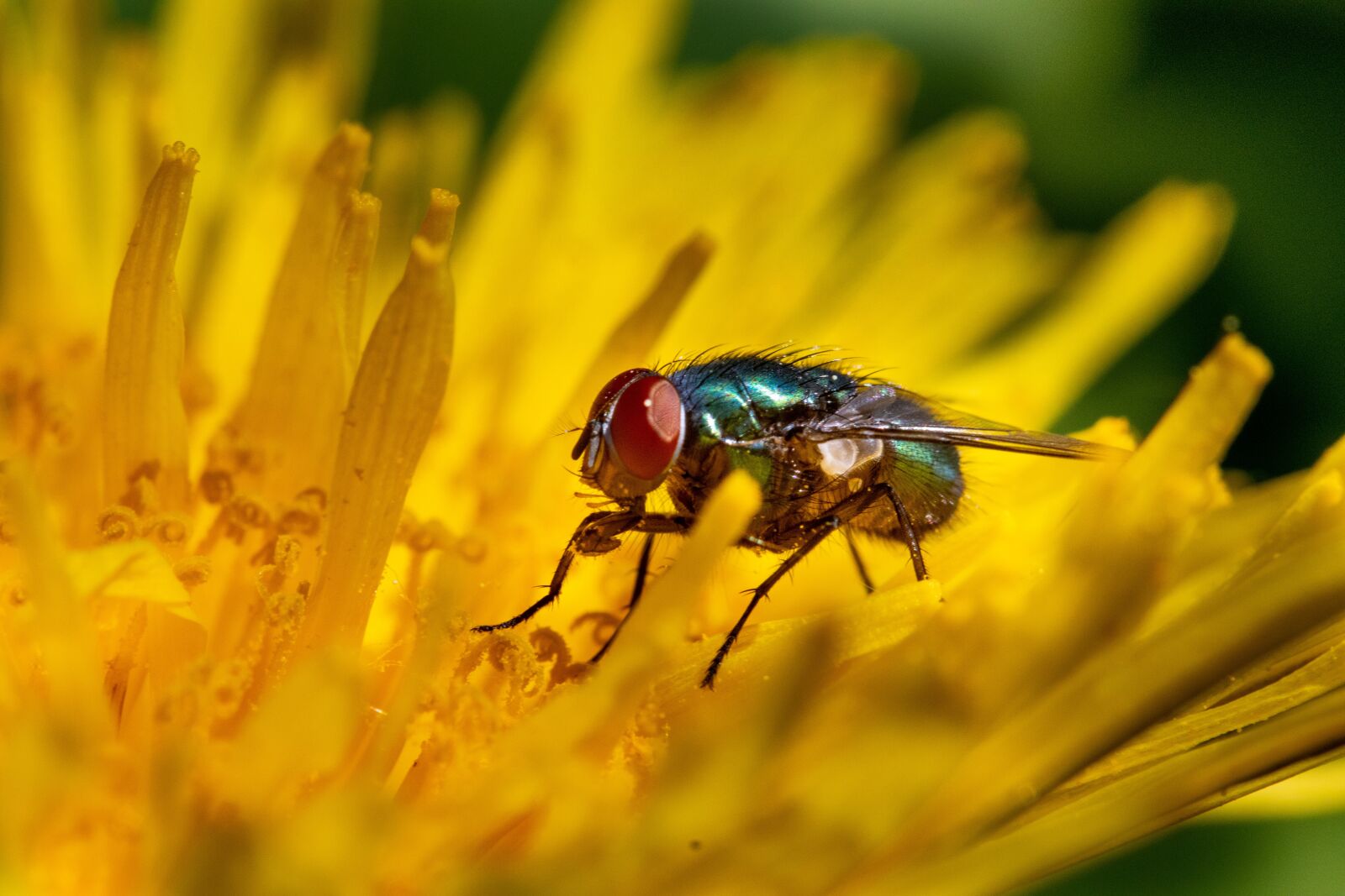 Canon EF-S 60mm F2.8 Macro USM sample photo. Fly, flower, dandelion photography