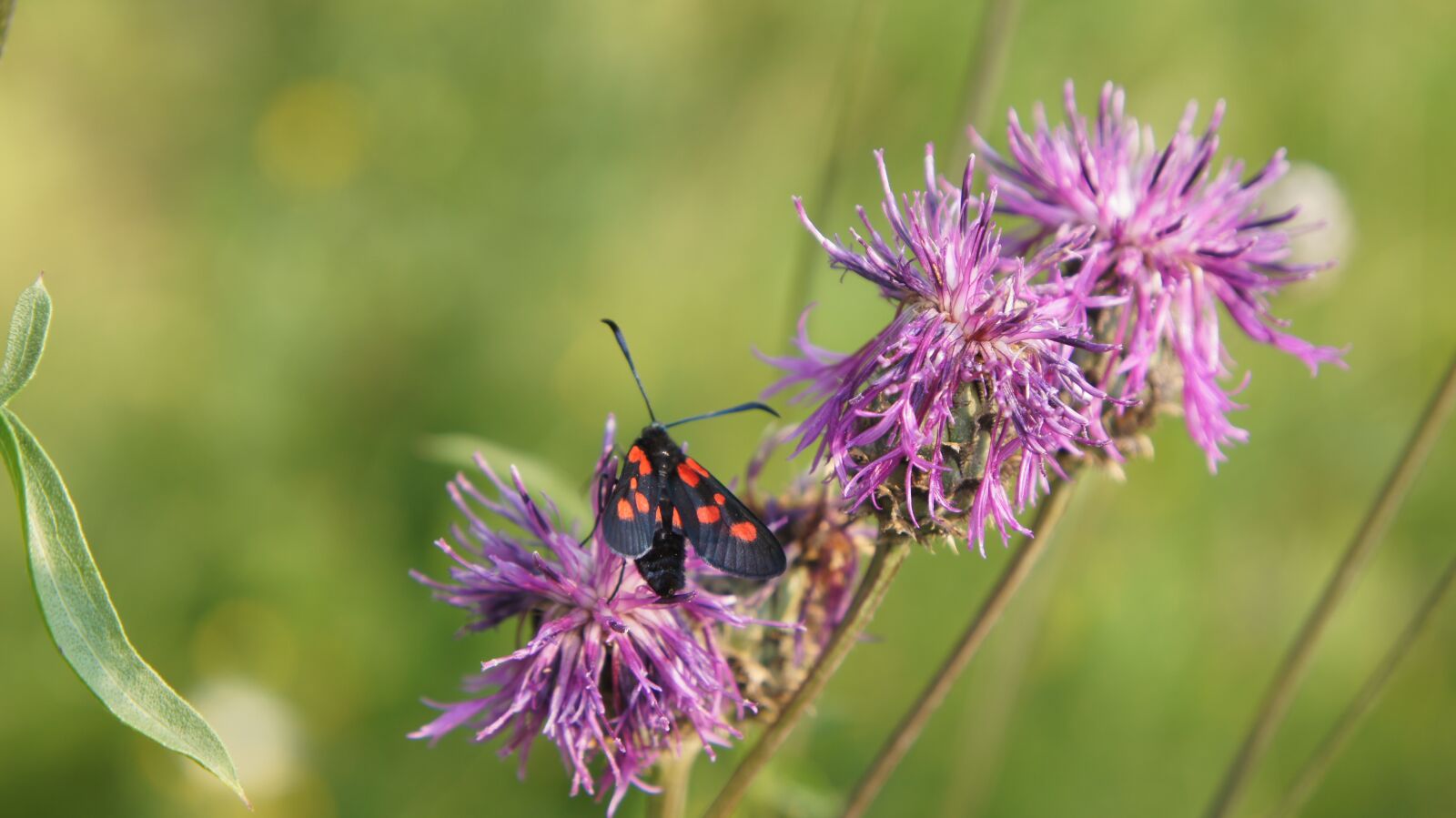 Sony SLT-A55 (SLT-A55V) + Sony DT 18-55mm F3.5-5.6 SAM sample photo. Thistle, butterfly, wildflowers photography