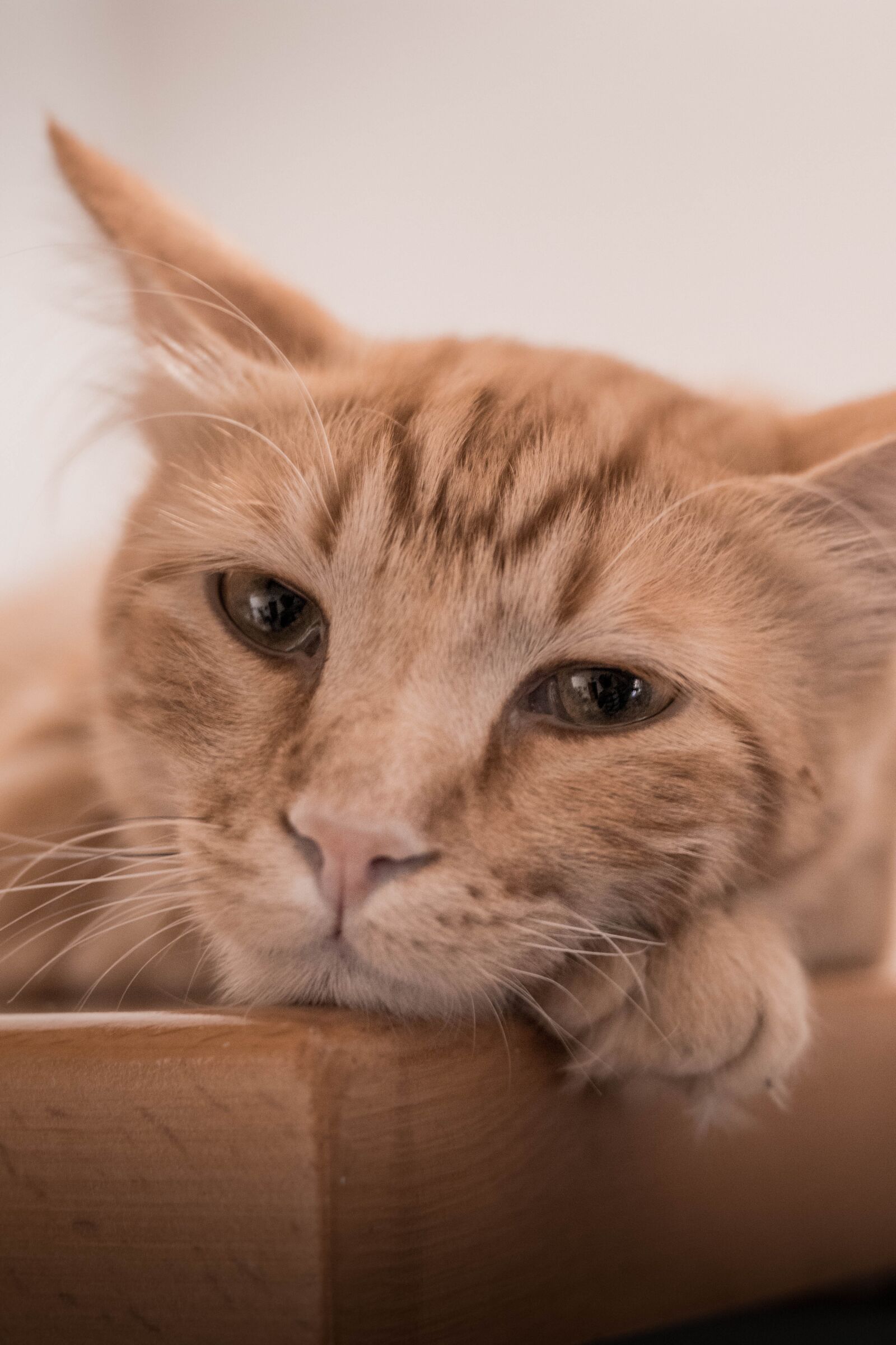 Canon EOS 80D sample photo. Cat, ginger, eyes photography