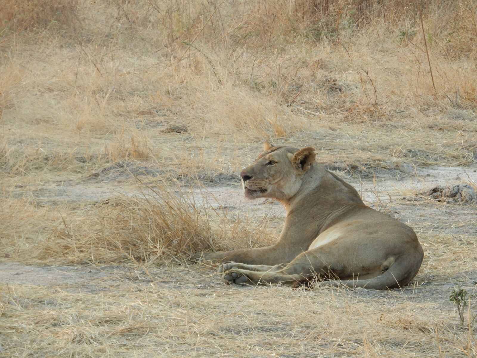 Nikon Coolpix S9700 sample photo. Lioness, africa, savannah photography