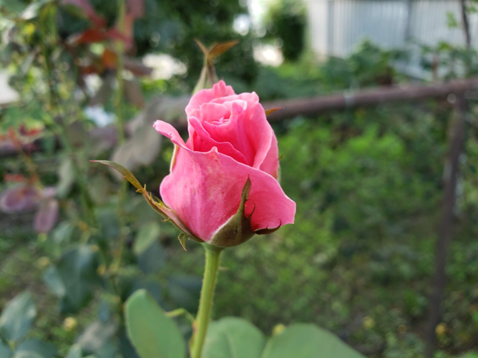Samsung SM-G960U sample photo. Georgia, flowers, tree photography