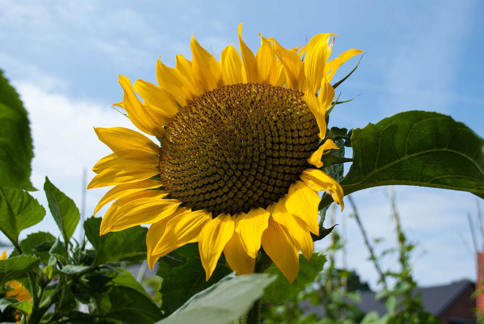Nikon D3000 sample photo. Sunflower, nature, flower photography