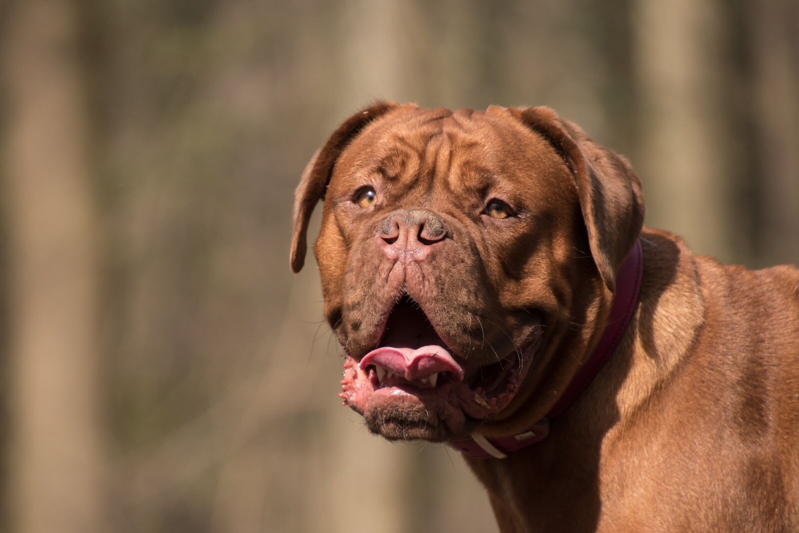 Nikon D5600 sample photo. Bordeaux mastiff, dog, animal photography