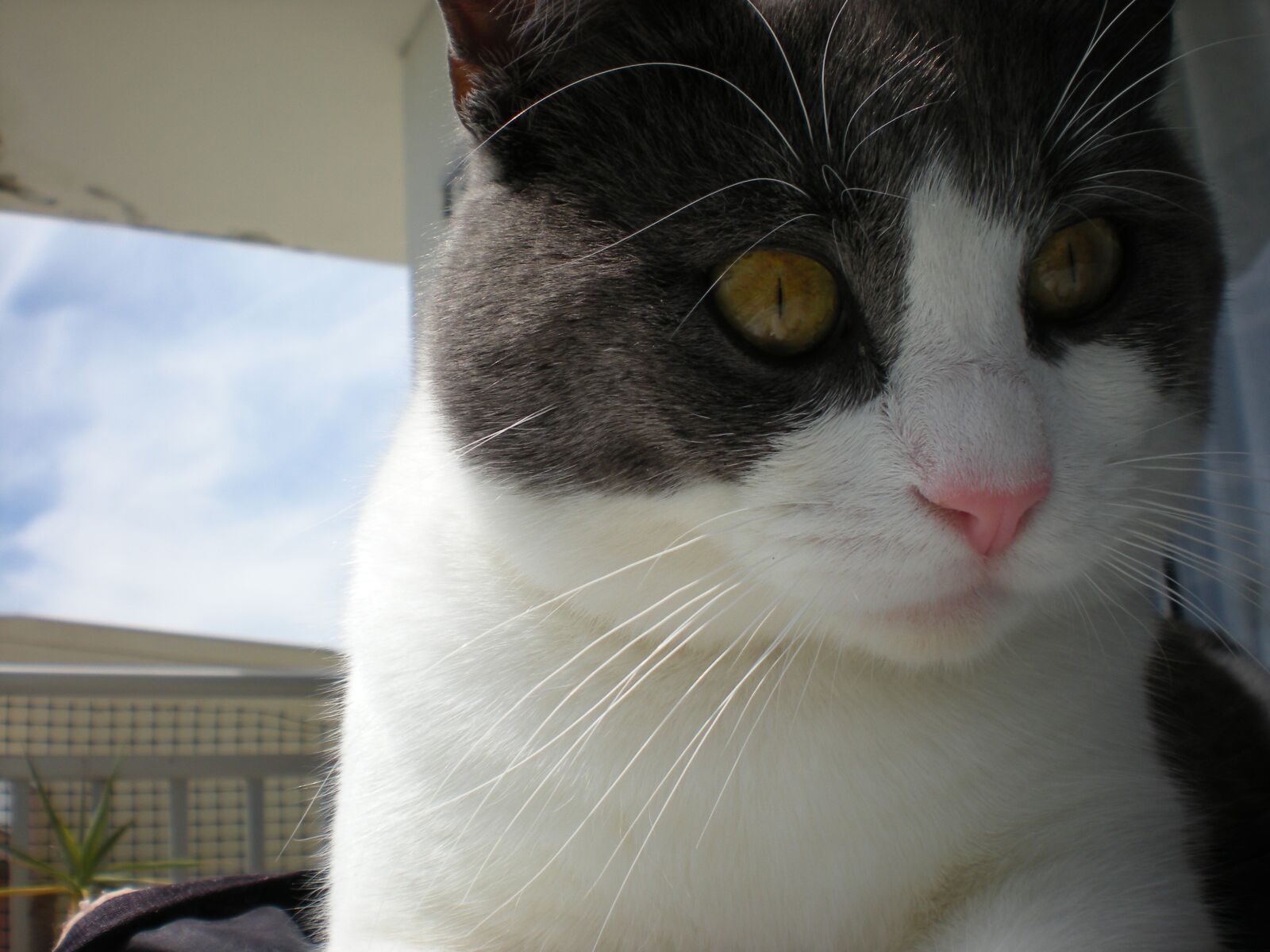 Nikon Coolpix S210 sample photo. Cat, animal, eyes photography
