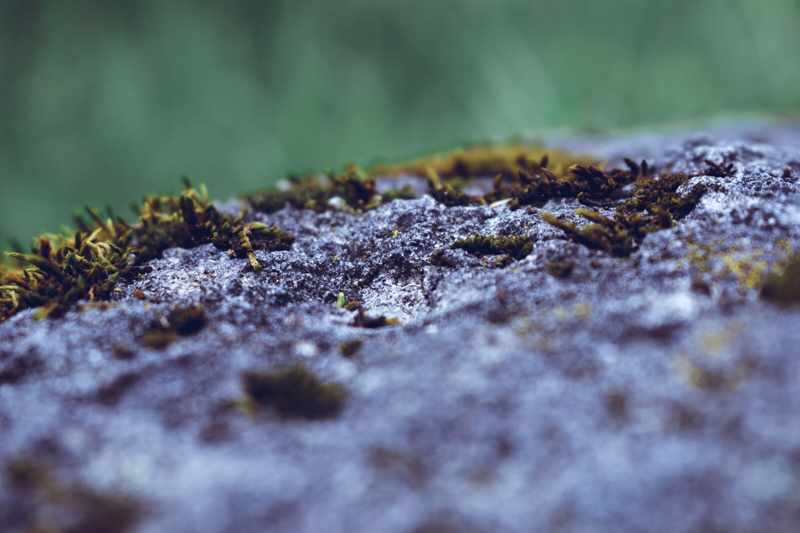 Nikon D5600 sample photo. Rock, moss, macro photography