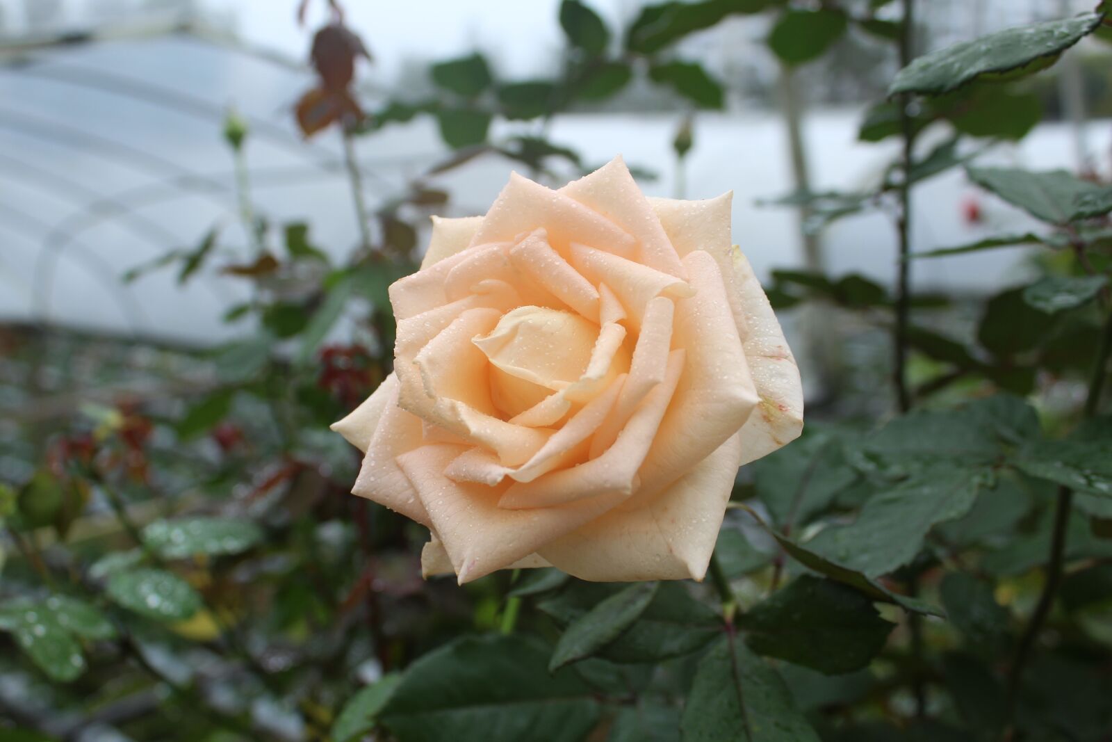 Canon EOS 1300D (EOS Rebel T6 / EOS Kiss X80) sample photo. Rose, flower, nature photography