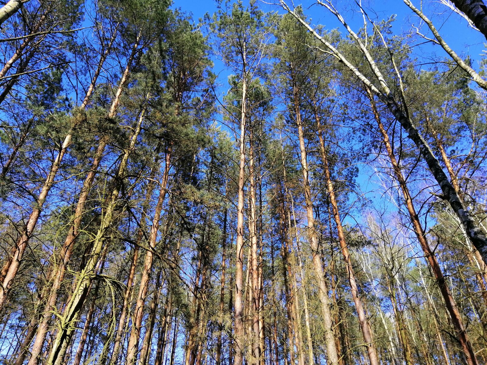 HUAWEI INE-LX1 sample photo. Forest, tree, nature photography