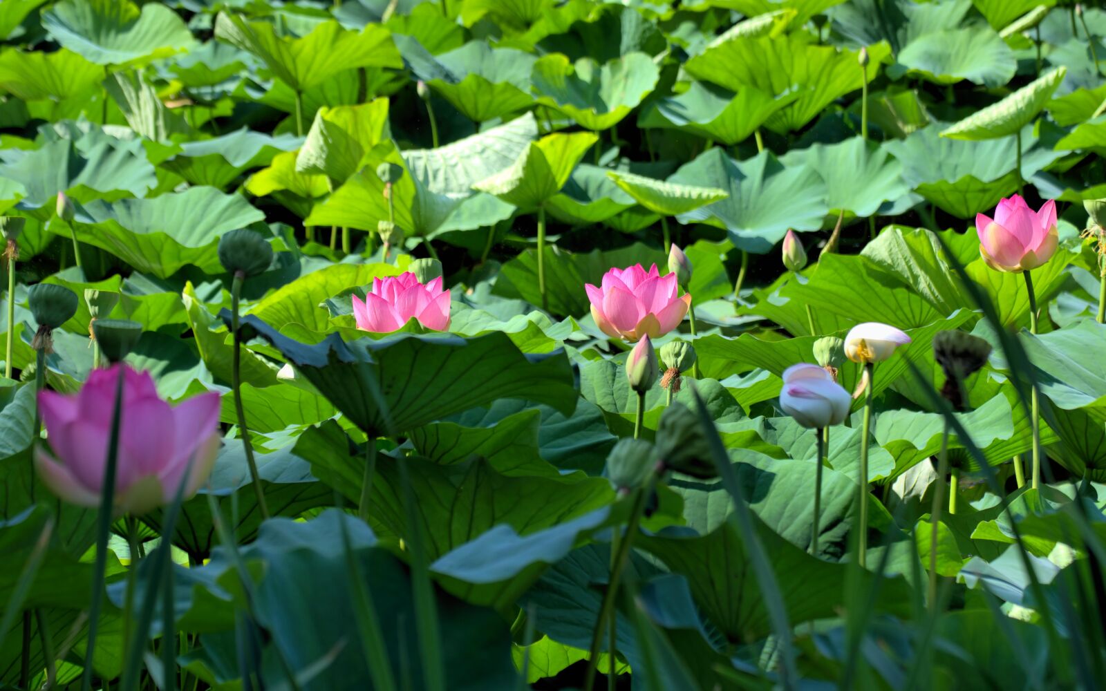 Nikon D5100 sample photo. Flowers, pink, purple photography