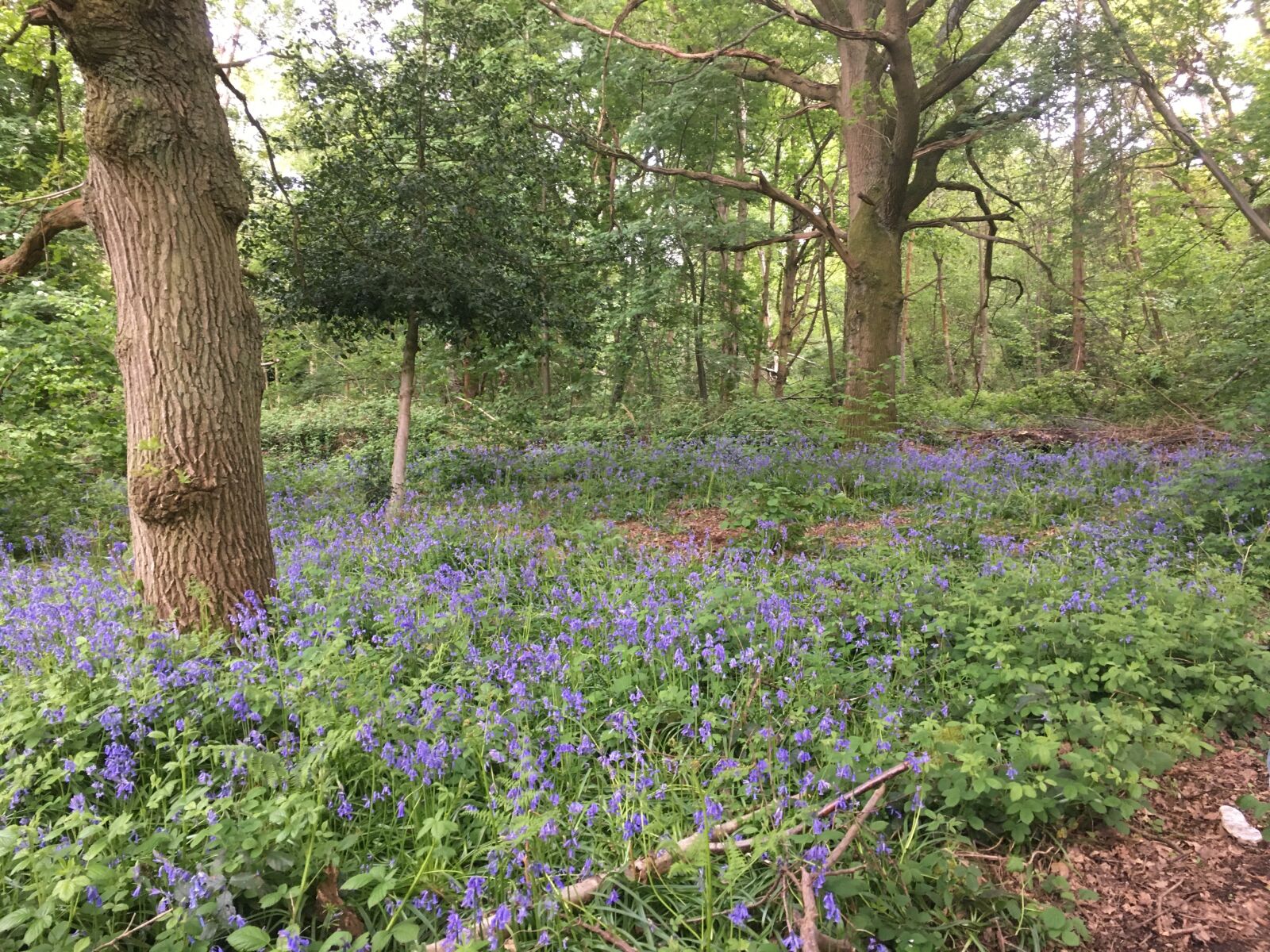 Apple iPhone 6s sample photo. Bluebells, woodland, bluebell photography