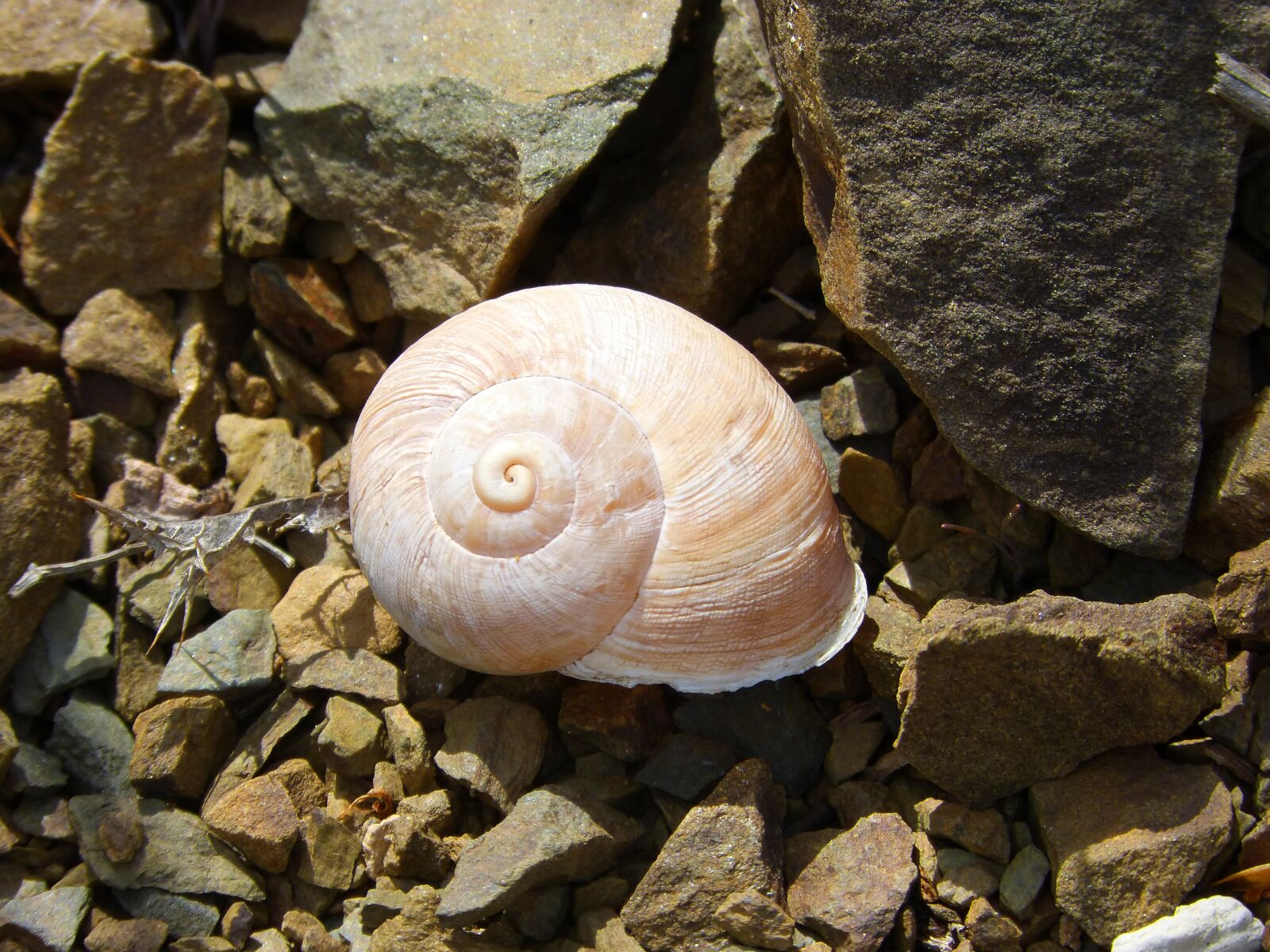 Panasonic DMC-FZ62 sample photo. Snail, shell, spiral photography