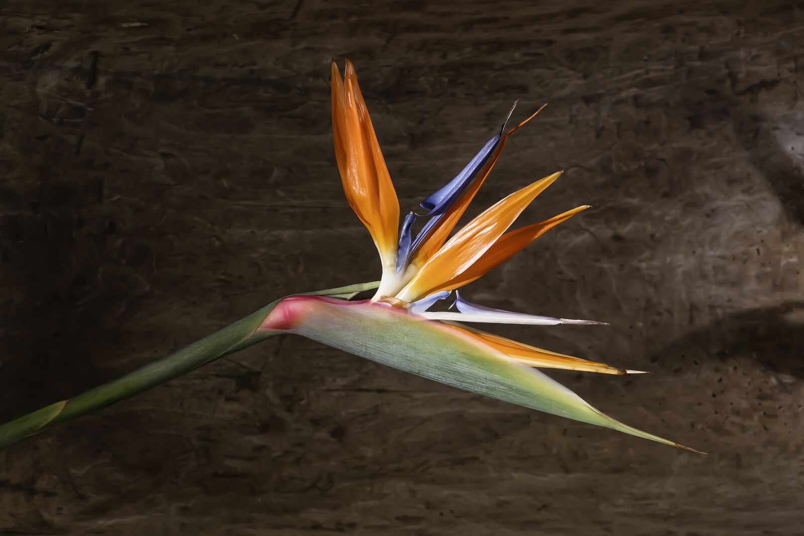 Nikon D7200 sample photo. Strelitie, bird of paradise photography