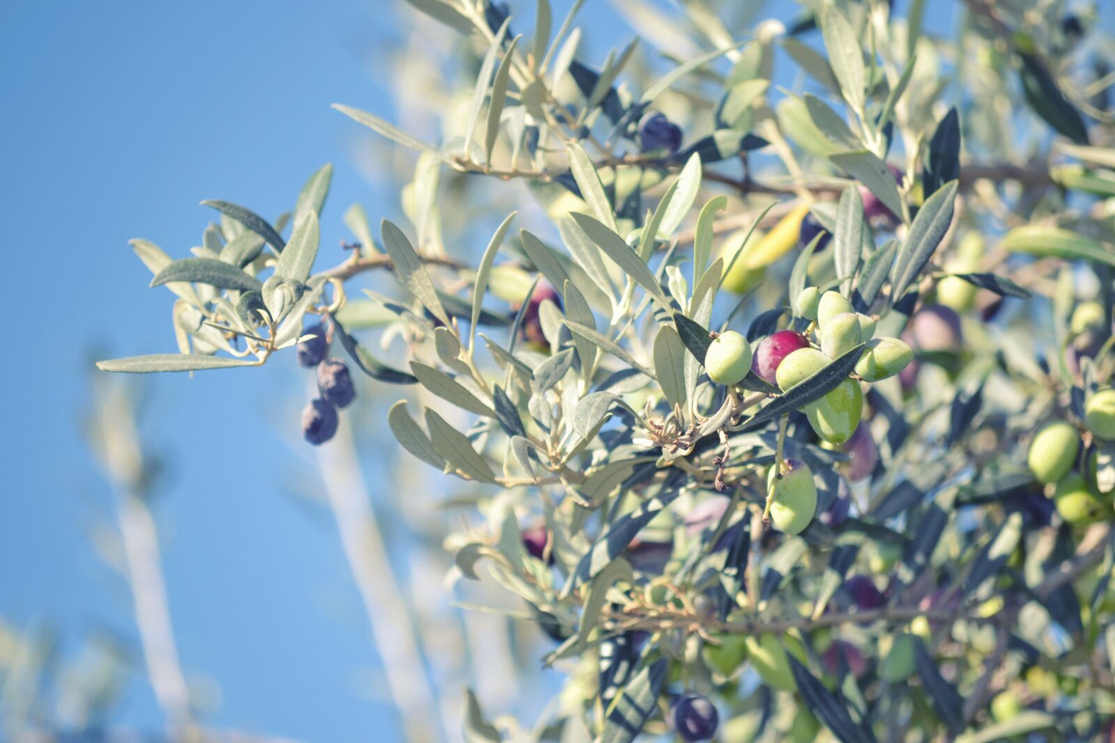 Nikon D3100 sample photo. Olive, agriculture, food photography