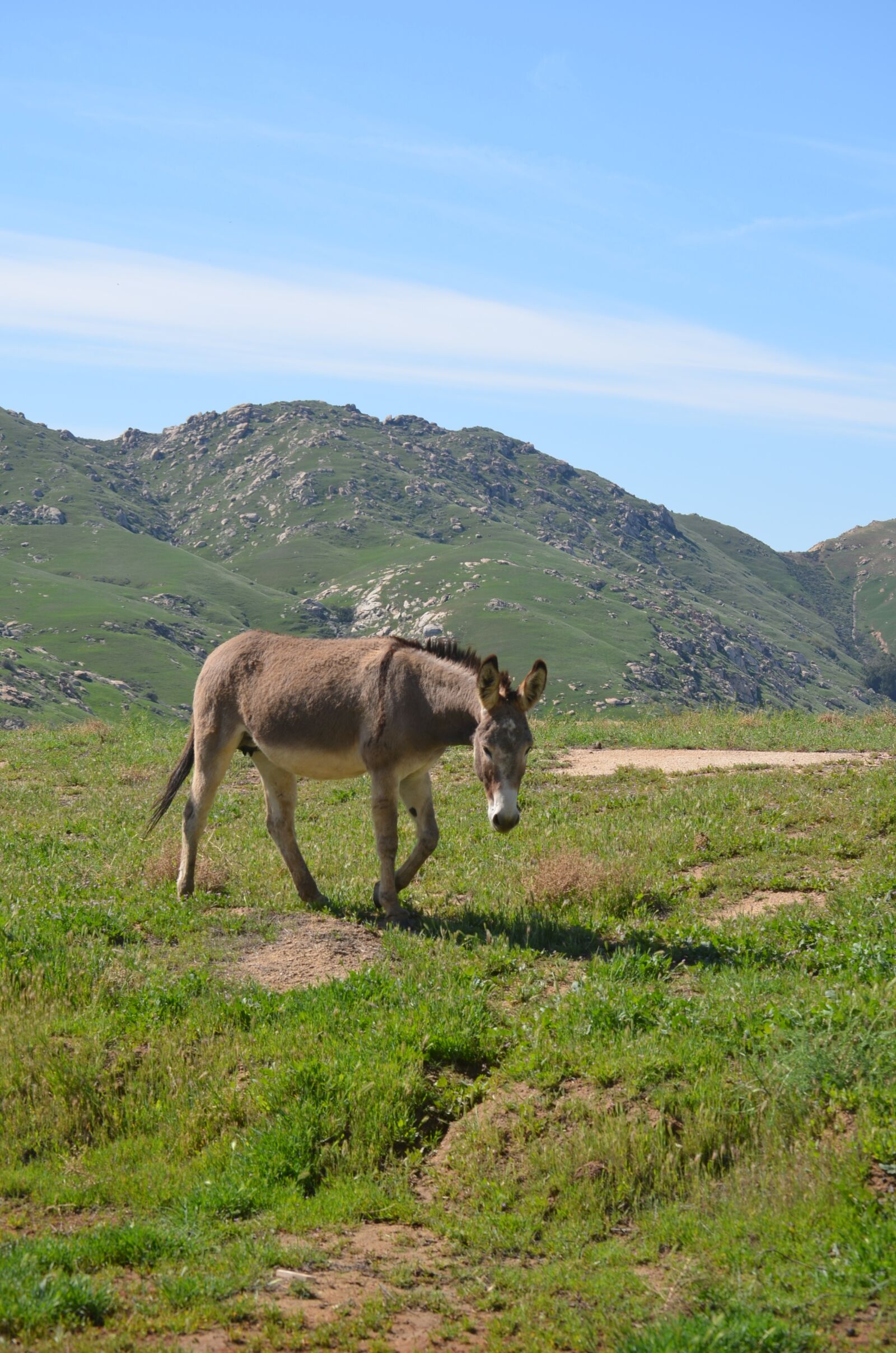 Nikon D5100 sample photo. Wild burro, grand terrace photography