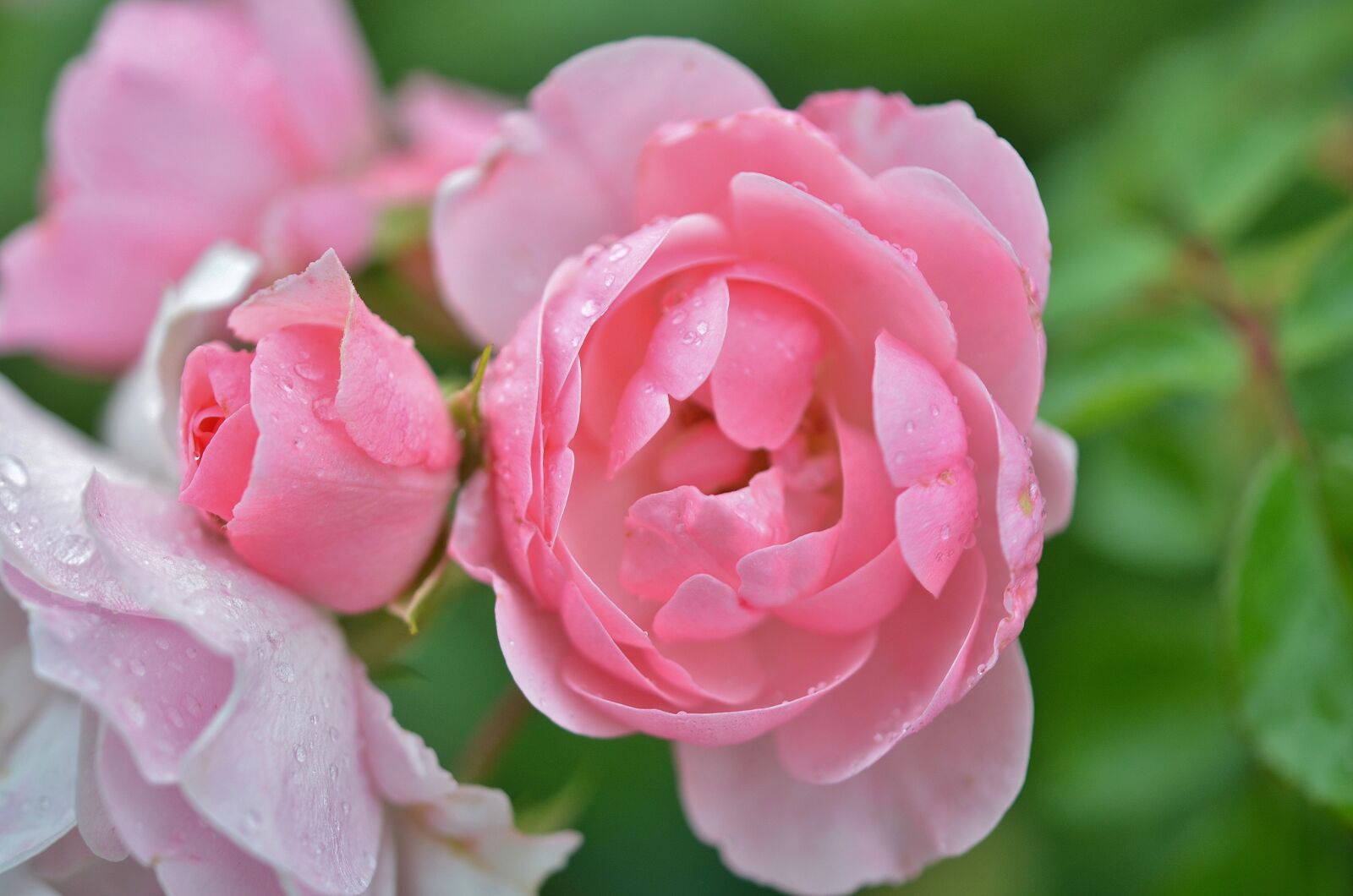 Nikon D7000 sample photo. Rose, flower, natur photography