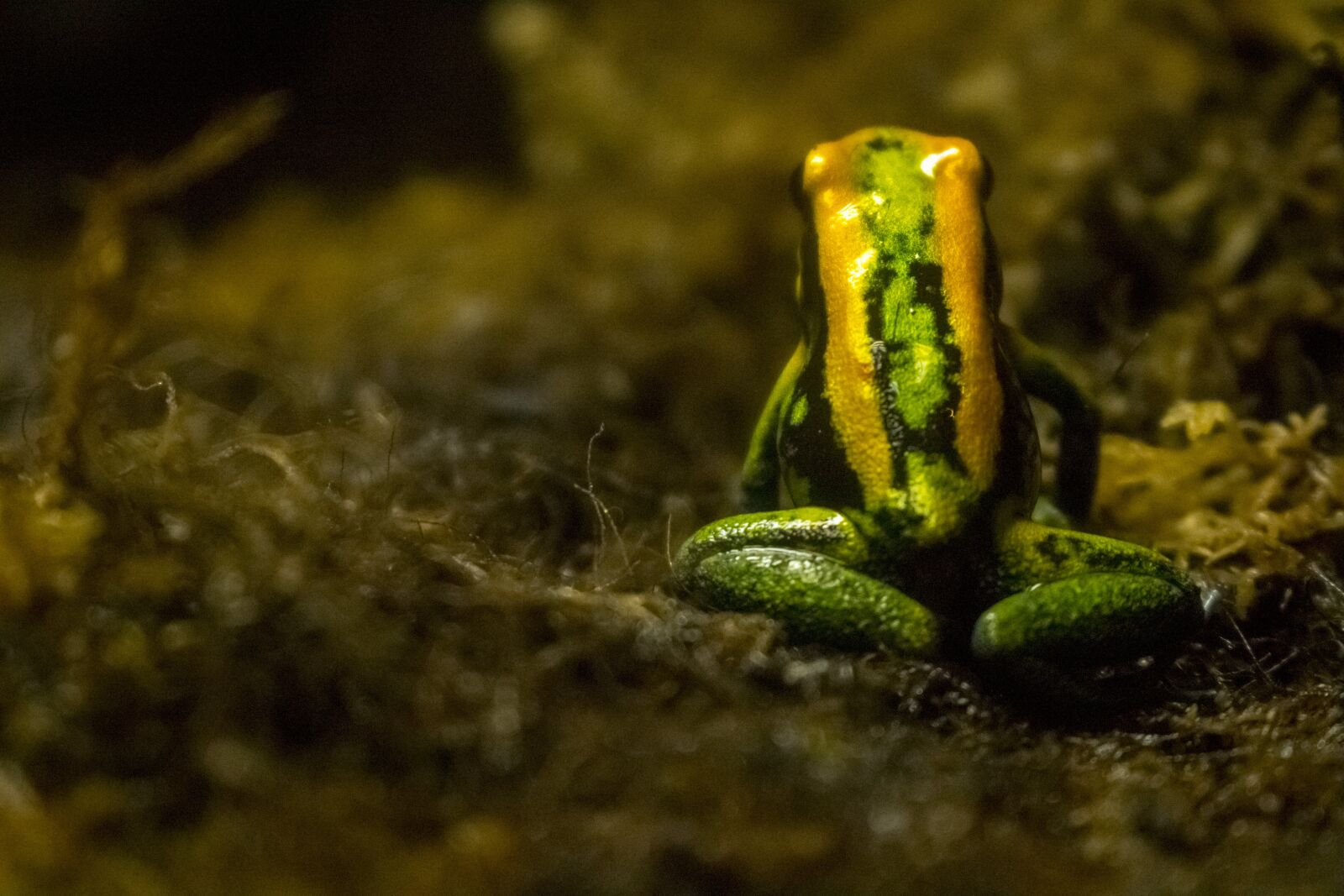Canon EOS 100D (EOS Rebel SL1 / EOS Kiss X7) sample photo. Frog, macro, nature photography