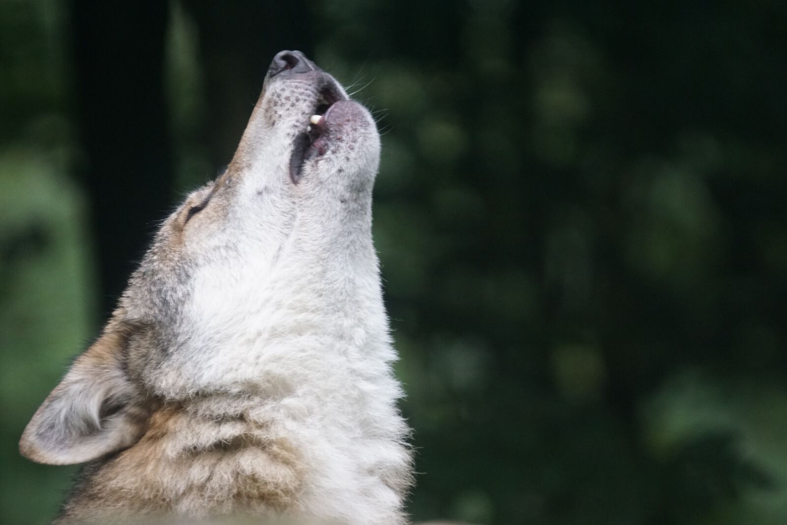 Sony ILCA-77M2 + Sony 70-400mm F4-5.6 G SSM sample photo. Wolf, howl, wolf howling photography