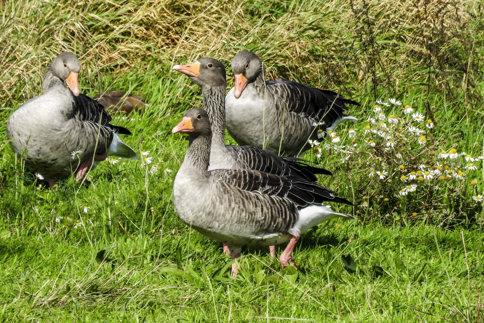 Nikon Coolpix P900 sample photo. Greylag goose, goose, water photography