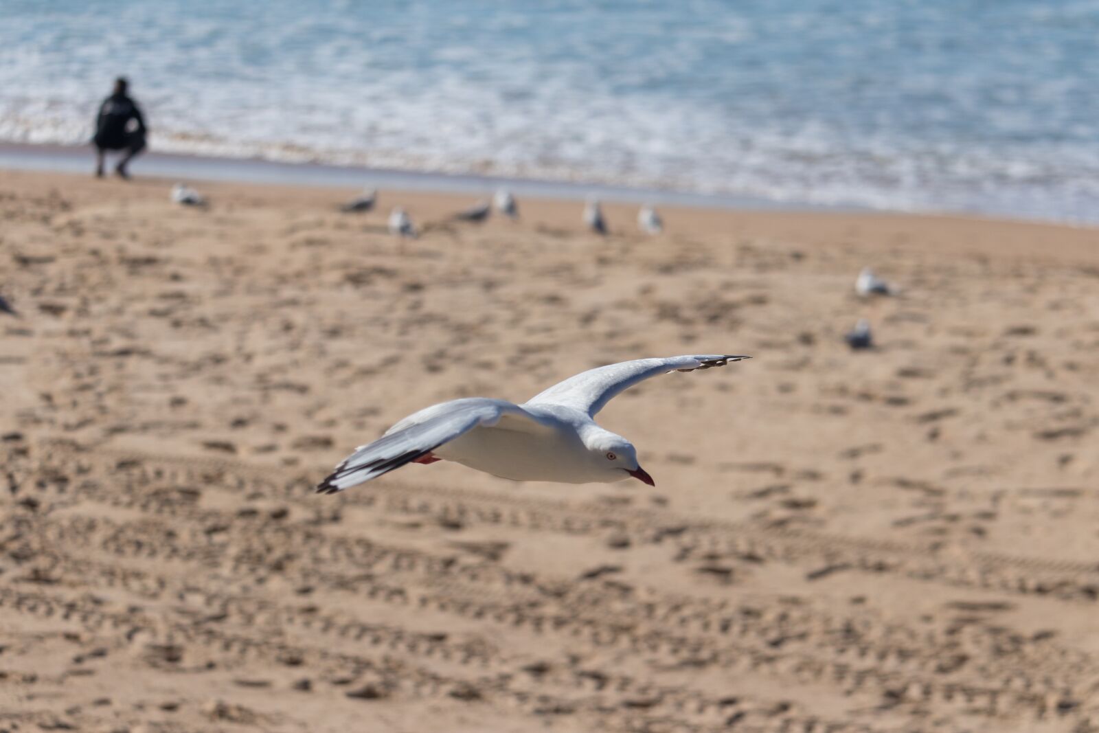 Canon EOS 200D (EOS Rebel SL2 / EOS Kiss X9) sample photo. Seagull, flight, bird photography