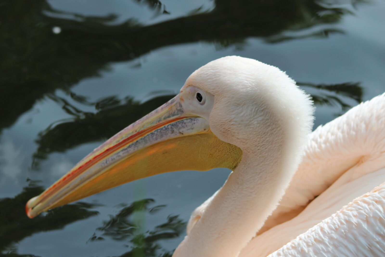 Canon EOS 600D (Rebel EOS T3i / EOS Kiss X5) sample photo. Pelikan, pelecanidae, pelecanus photography