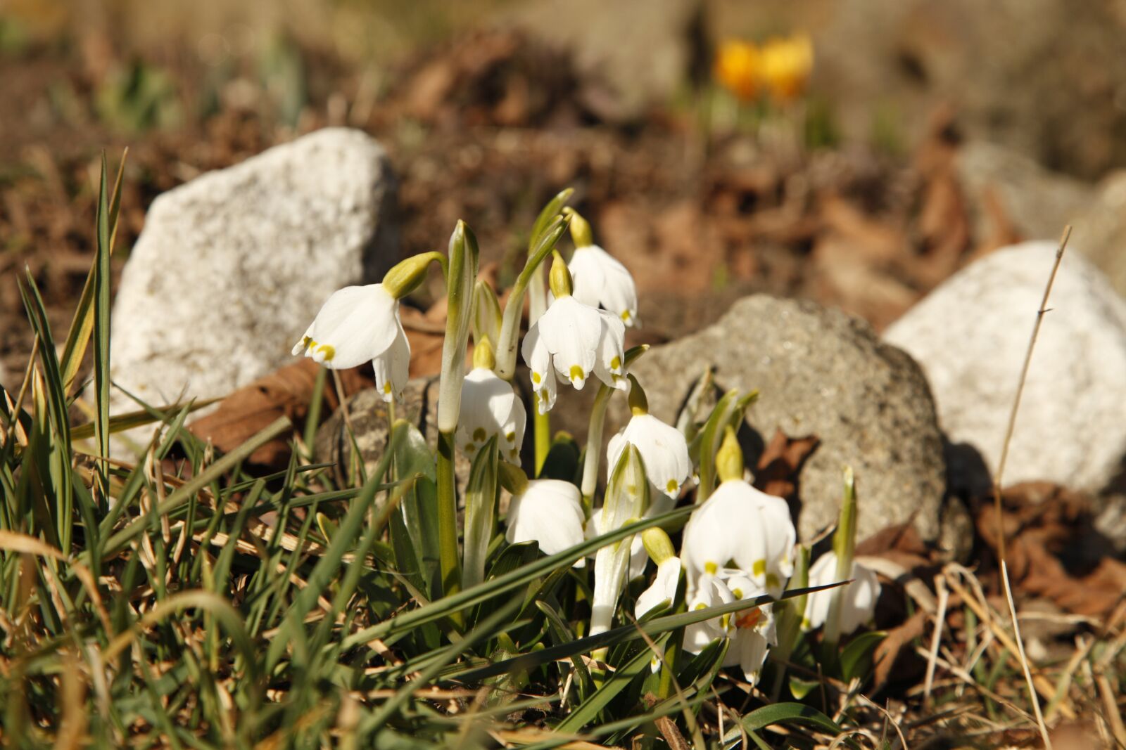 Canon EOS 5D Mark II sample photo. Snowdrop, flowers, grass photography