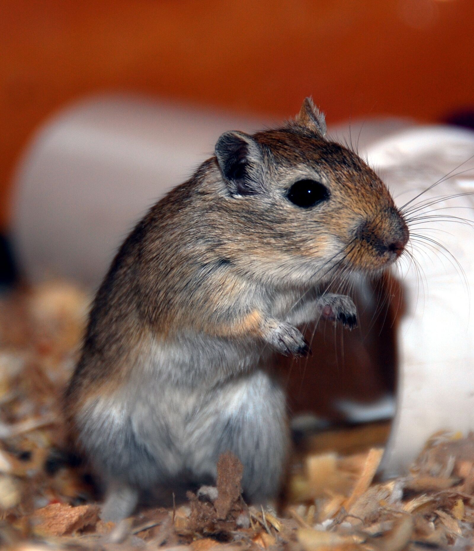 Nikon D80 sample photo. Gerbil, rodent, small animal photography
