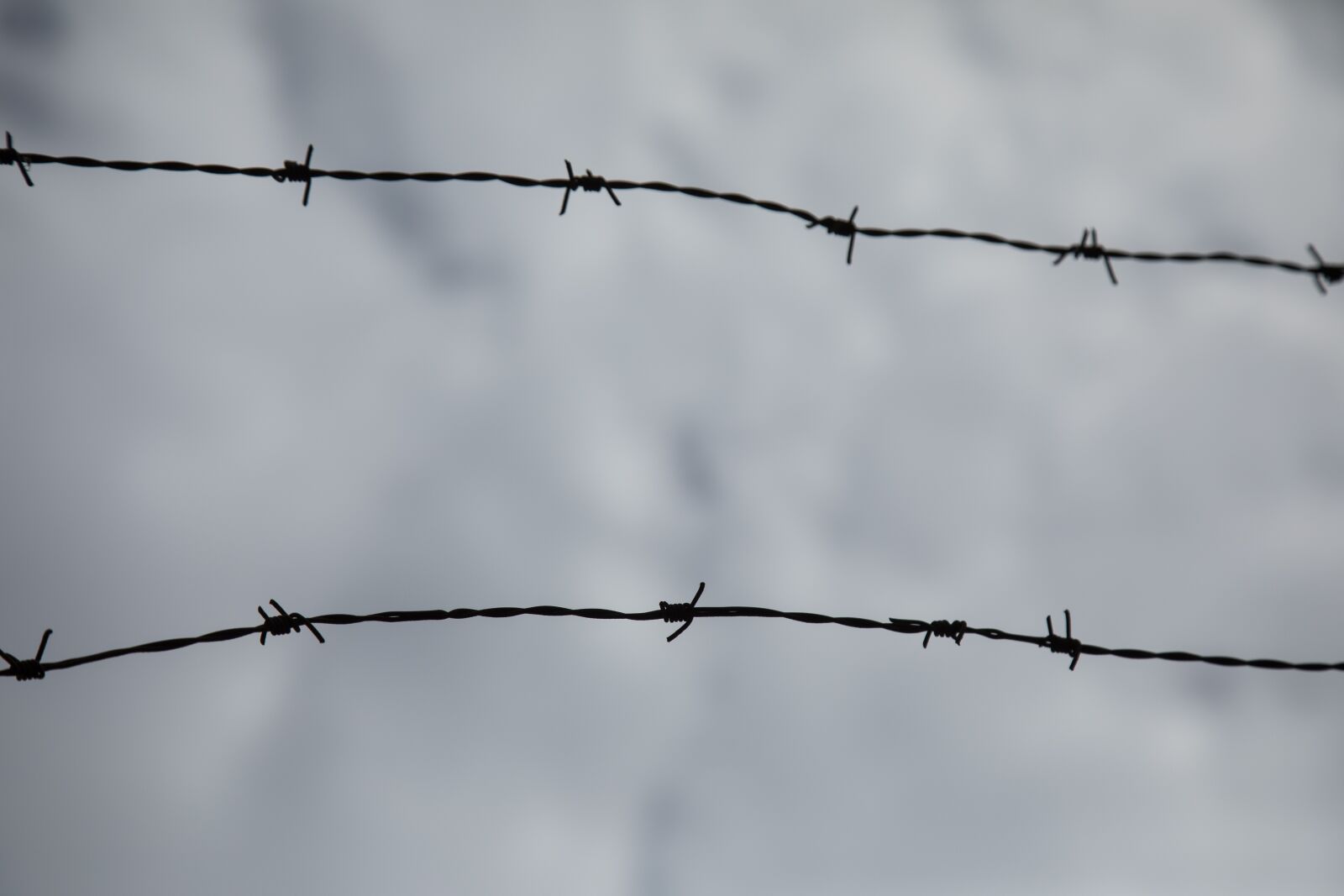 Canon EOS 5D Mark IV sample photo. Barbed wire, sharp, razor photography
