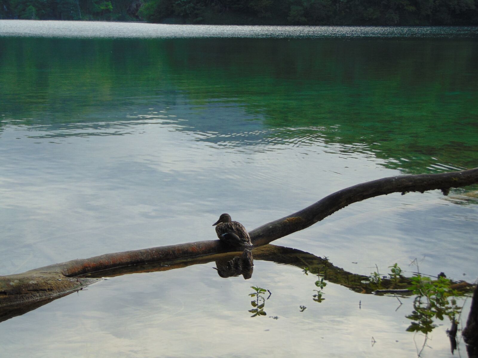 Sony Cyber-shot DSC-H300 sample photo. Nature, lake, tree photography